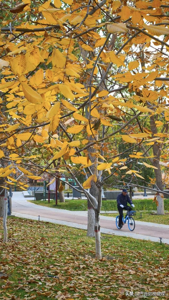 好美！秋天的尾巴你抓住了吗