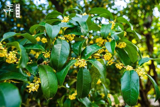 花样秦淮｜秋桂