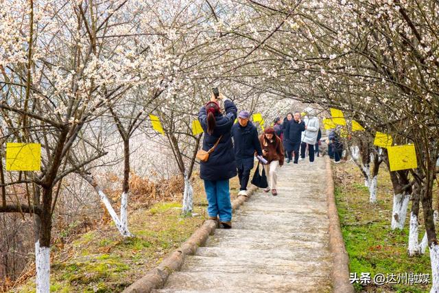 达川区百节镇：梅花笑绽迎宾客 刨汤暖宴贺新春
