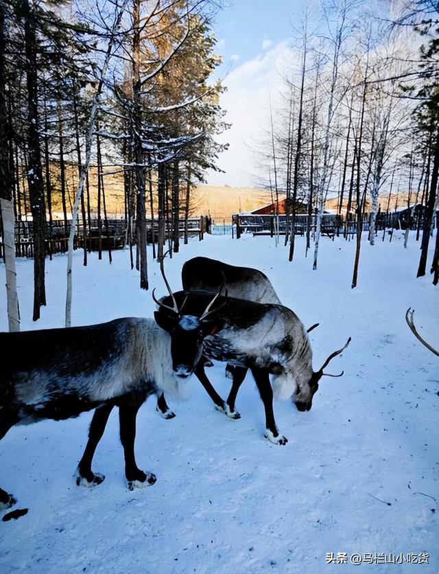 中国北极漠河冬季攻略｜追极光攻略！