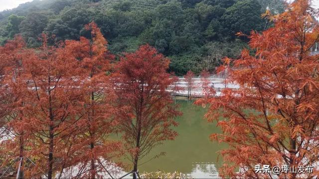 落羽杉红了!深圳坪山最浪漫的“美拉德季”如约而至