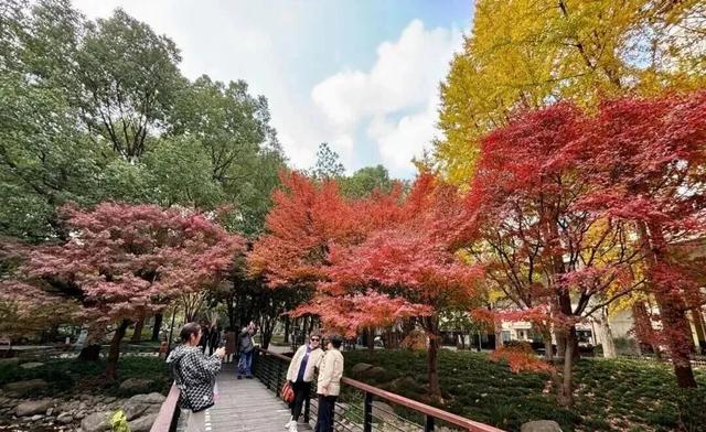 秋色浓度已拉满,谁还没偶遇申城街头的 “赤橙黄绿交响曲”?