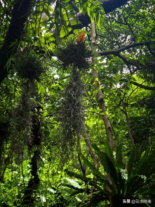 一个五A级植物园，到底藏着哪些值得看的地方，这是最实在的攻略