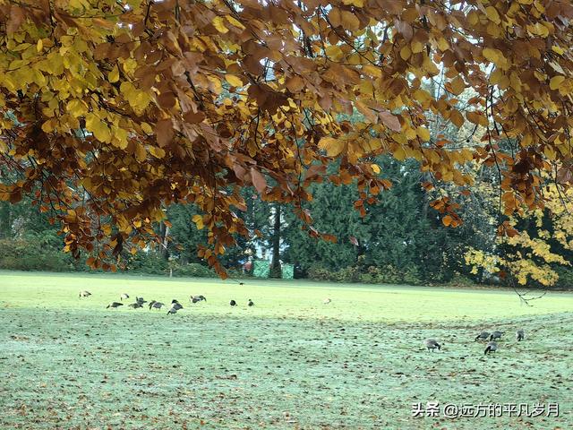 温哥华游记（四）