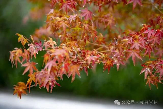 秋假去哪？崇州这些亲子游宝藏地不容错过