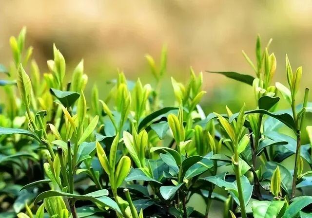 联动抖音官方ip“来江西晒个秋”带你玩转鹰潭，跟随旅游主播，打卡秋日同款场景！