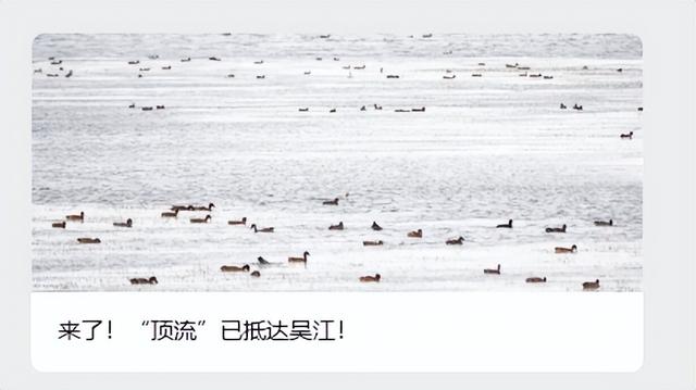 吴江开通专线！带你追“顶流”！