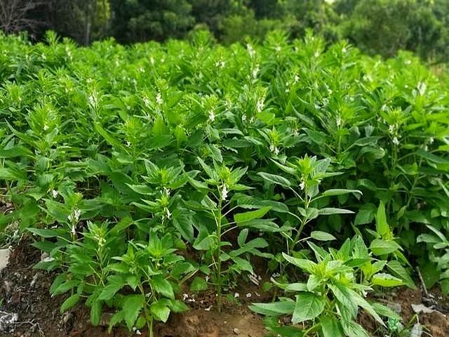 震惊！芝麻抗旱能力超强，颠覆你的认知！