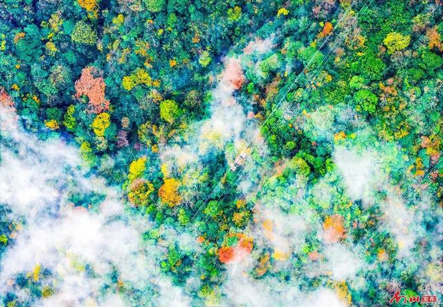 图片新闻︱南川彩韵：半山熔金半山翠，一树千年一树春