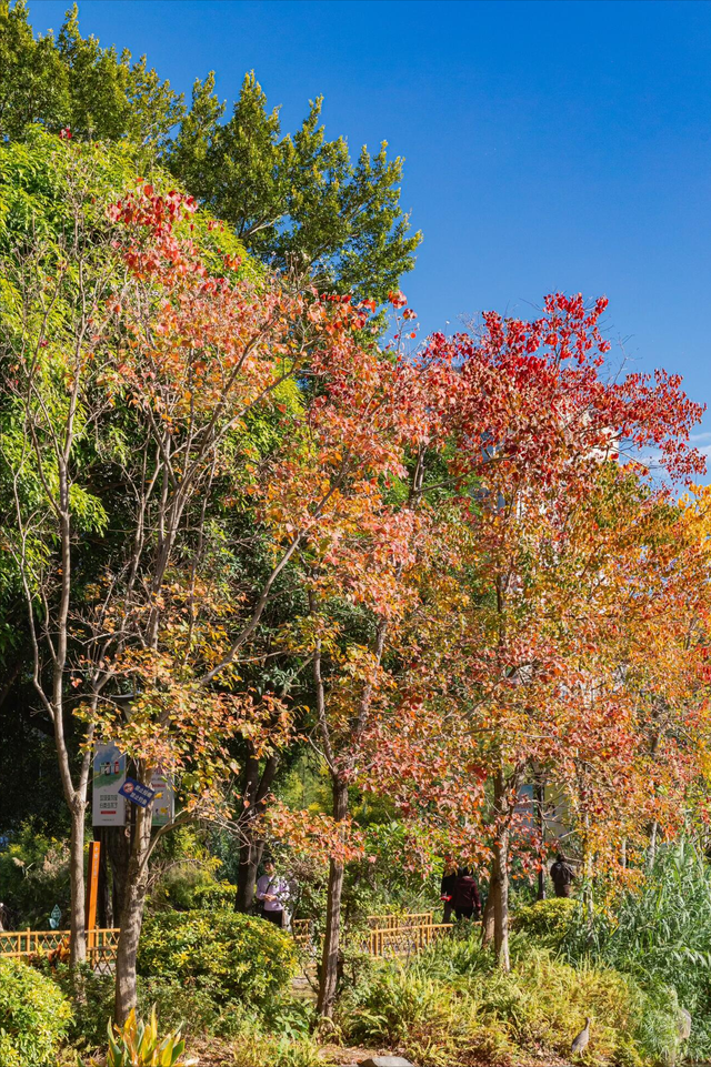 红了大片的乌桕，竟藏于一座园林之中，且被唤作 “福州小西湖”