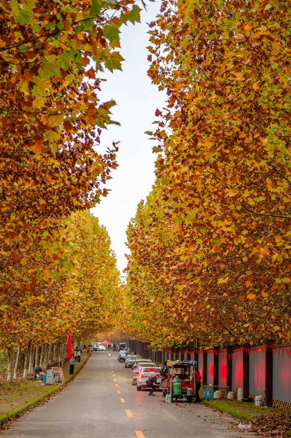 轨道直达！重庆“顶流”梧桐大道已经美到next level了！