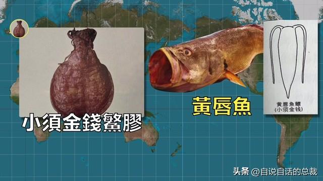 极品花胶价格 极品花胶价格走势