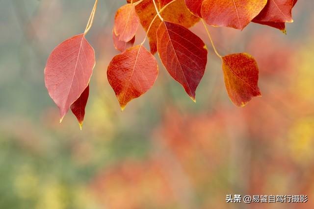 香山红叶摄影进阶：必须掌握这6个实战技巧，张张出大片成顶流