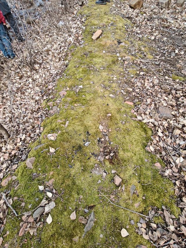 宣化瓦窑头水库芦苇成片，水天一色值得观看