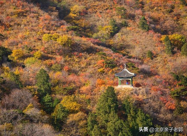 周末香山赏红叶保姆攻略