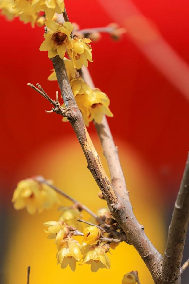 津门寻香，这里的花儿开好了！