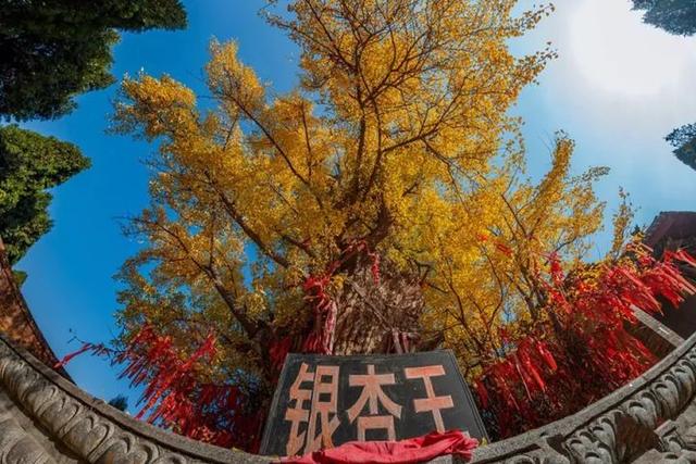 “刷爆”山西人朋友圈的金色，谁看谁心动