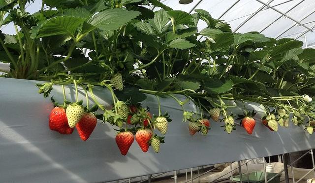 东京采草莓景点10选：新宿、涩谷当日来回、多样草莓品种吃到饱