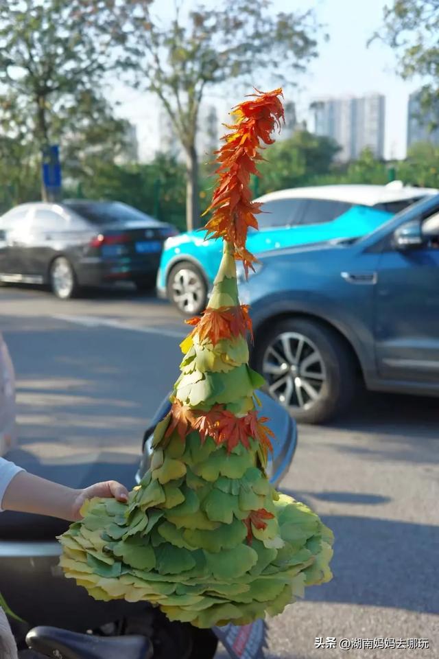 藏不住了!望城这片小众银杏秘境已到最佳观赏期,还能露营、骑行、摘果子