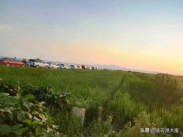 赣榆自己的赛里木湖火了，蓝天、碧水、绿草、青山、黄牛元素满满