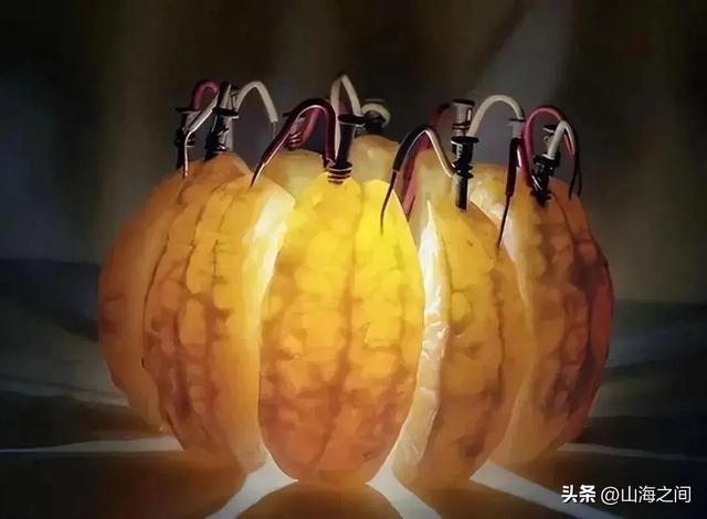 二十一张独一无二的照片，颠覆了你的认知