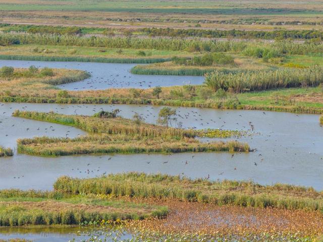 芦花如雪，杭州湾湿地开启“白色浪漫季”