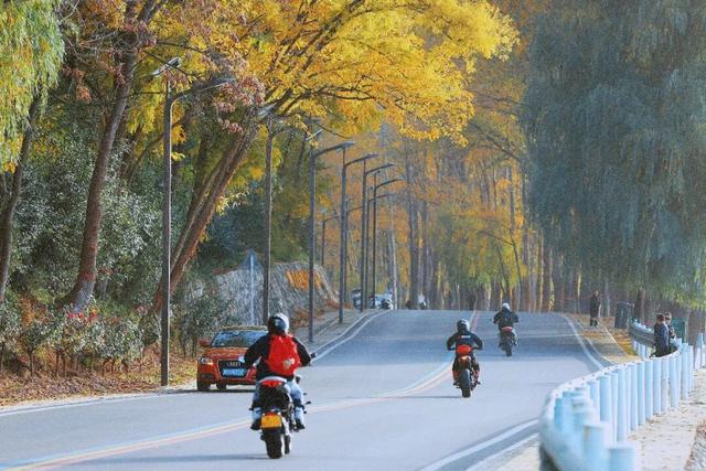 陕州黄河廊道：秋染长堤入画来