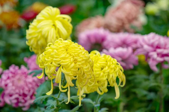 今日开幕！来泰达看百菊争艳