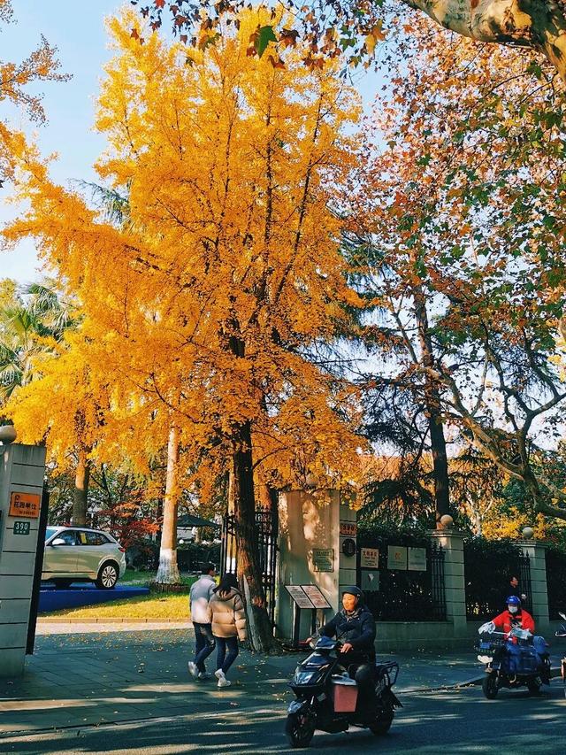 被徐汇秋天“落叶画”硬控！这就出门捡叶子去