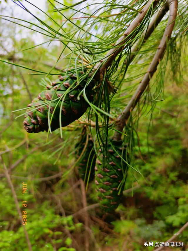 7）山西阳城析城山圣王坪，在云端草甸邂逅狼毒花的美，与千年传