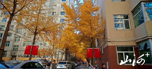 “银杏巷”成“秋日限定”打卡地 太原老军营小区深处藏满城温柔