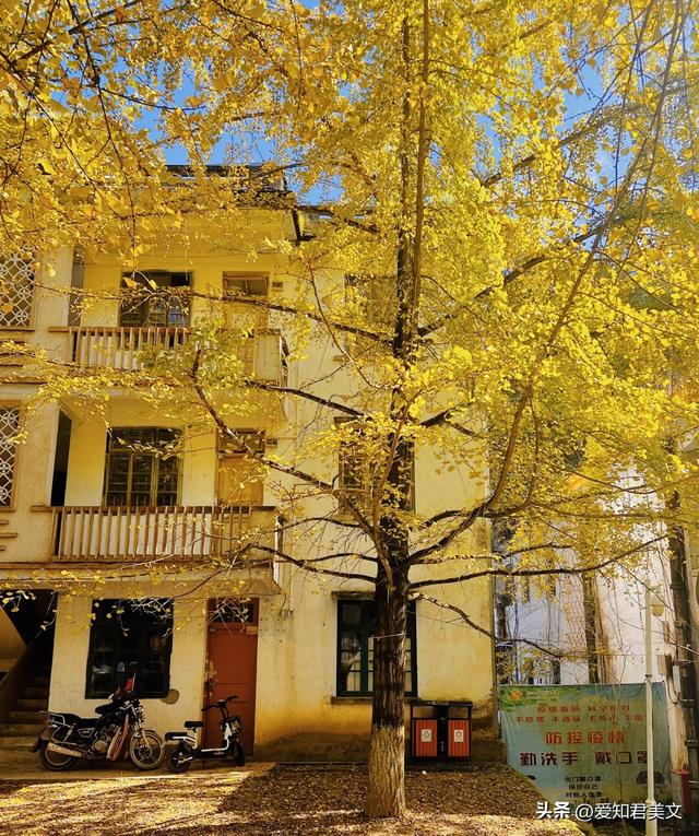 醉美的帽子峰：一场沉浸式的银杏视觉盛宴