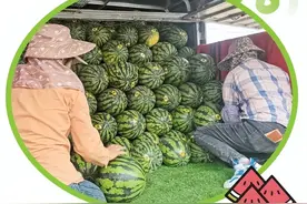 江南苏圩头茬西瓜抢“鲜”上市图片