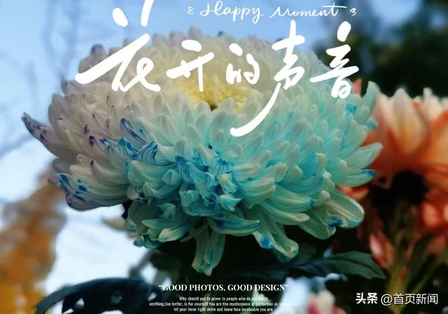 从菊展到农文旅，青岛“菊经济”生态正当时