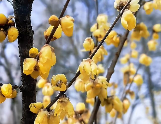 花开有时・四季有诗 | 冬享沂蒙过大年，临沂腊梅邀你赴一场暗香之约