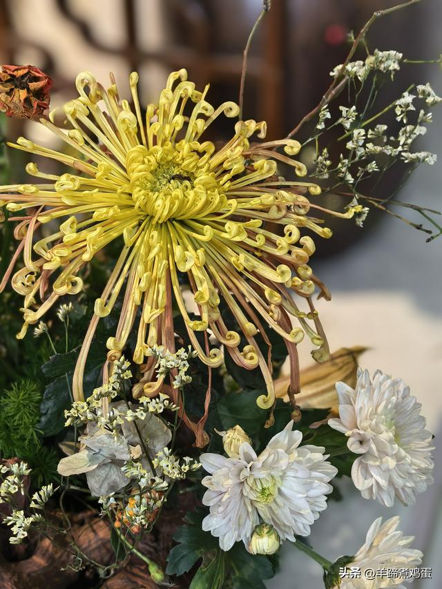 秋风独宠一园菊，晚来香艳出樊篱——北京北海公园2025年菊花展