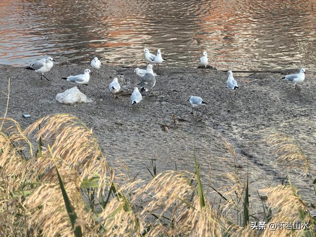 2025辽宁赏秋之旅日记(6)——到辽河口中国最北海岸线看日出 观鸟