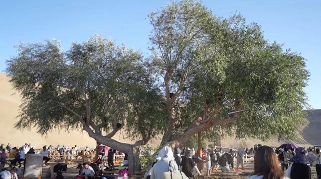 网红“夫妻柳”遭沙尘暴折枝，景区紧急处置