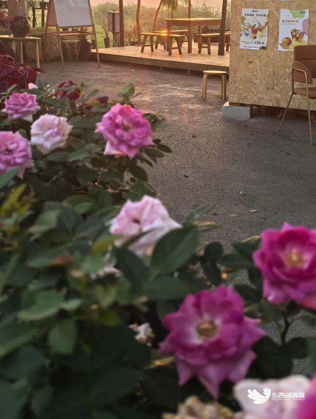 东西湖“落日收藏馆”成打卡热门地（有福利）