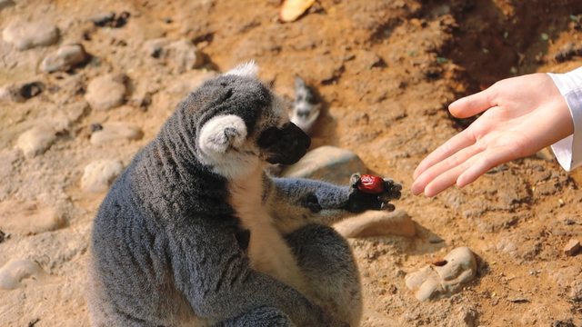 50公里鎏金湖岸，淄博这里的秋天醉了！