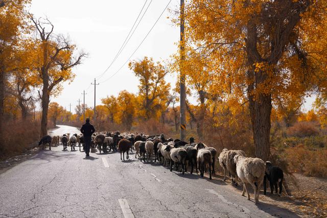 新疆沙雅｜自驾139胡杨秘境公路，一路驶进金色童话世界