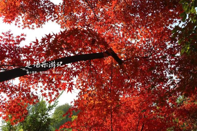 浙江宁波这片水上森林又出圈，色彩缤纷堪比油画，但一周后会更美