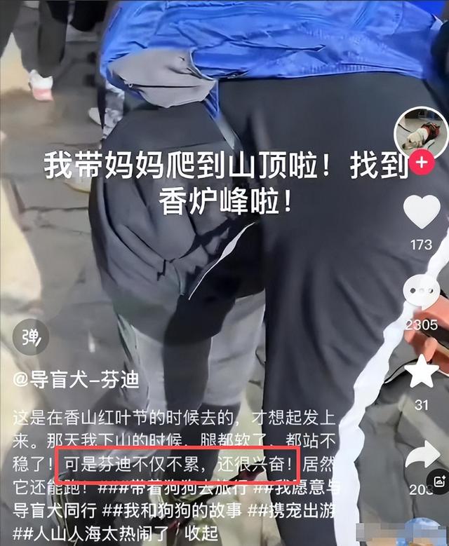 带导盲犬爬泰山夫妻“社会性死亡”！身份目的被扒，结局大快人心