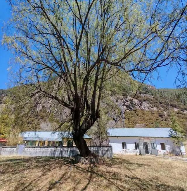 翻铁门，回115医院老营房！篮球场汪洋淹没了我们的青春号子…