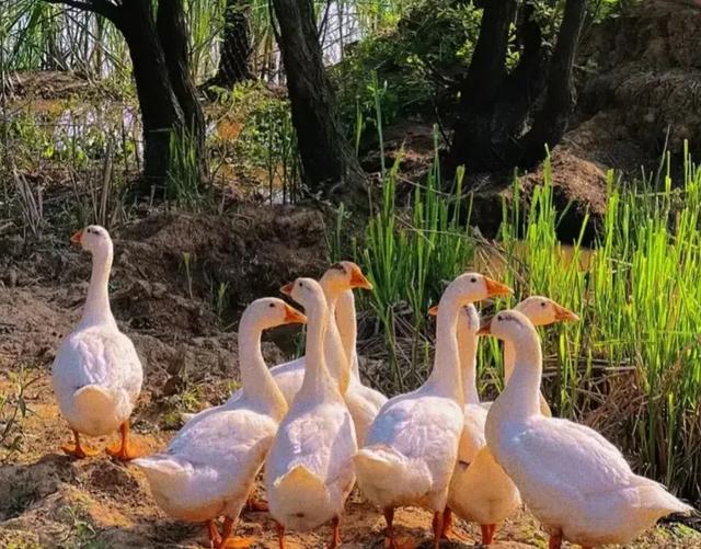 梦见自己拉屎是什么意思?预示什么?