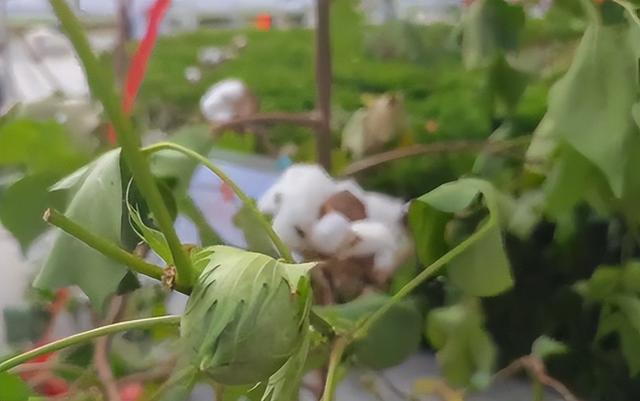 农民又立大功！德州62岁农民种出4.26米高的，1棵结136个