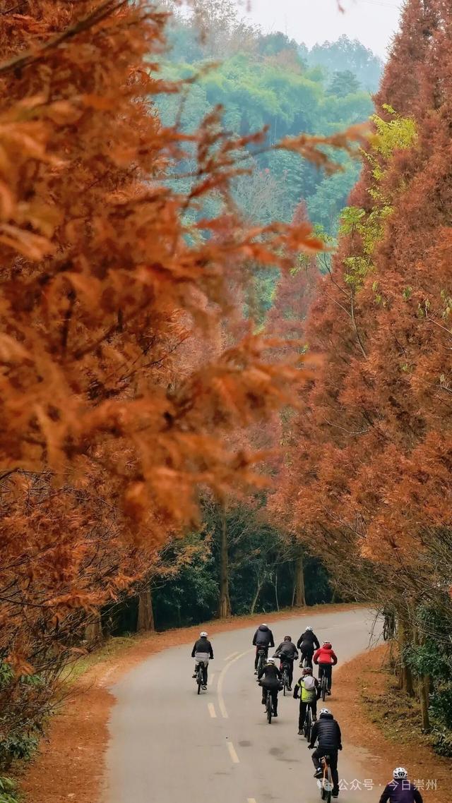 免费又出片！崇州初冬宝藏秘境，美到封神！