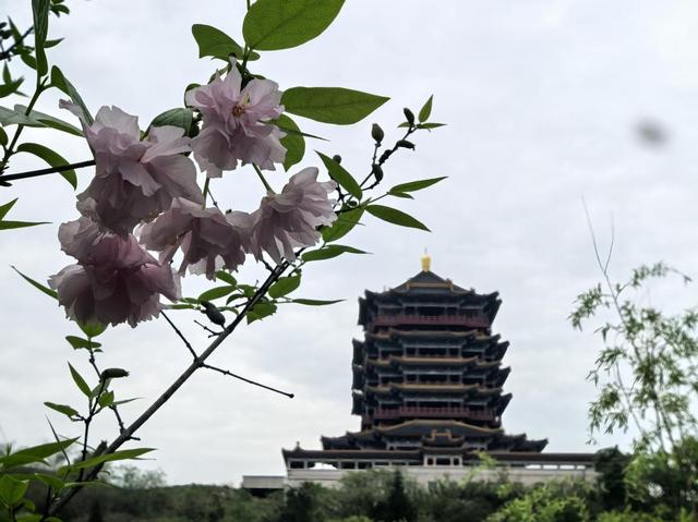 来武当山的100个理由丨太极湖畔春意浓 踏春赏景享悠然