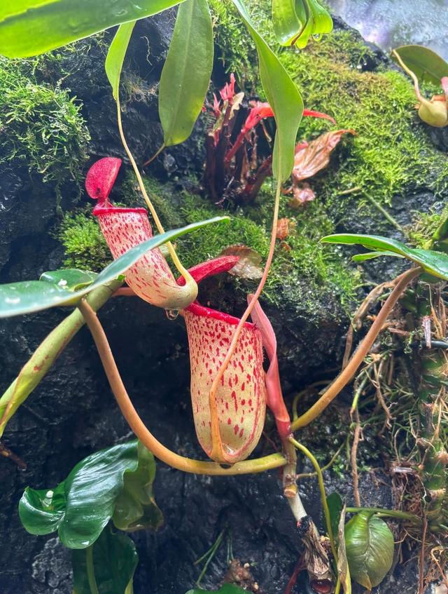 厦门植物园百花厅，景区主要的室内花卉展区，始建于上世纪80年代