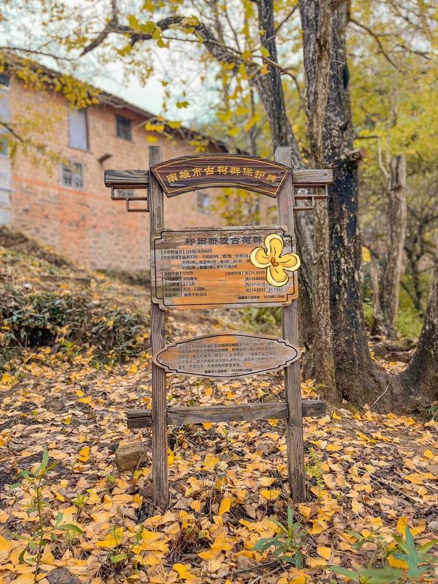 南雄坪田镇赏银杏，时间正好，银杏橙黄